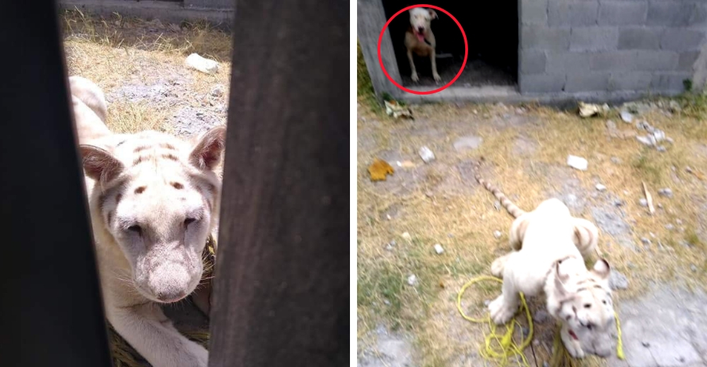 Descubren a un tigre blanco y a un pitbull hambrientos y dejados a su suerte dentro una iglesia Descubren a un tigre blanco y a un pitbull hambrientos y dejados a su suerte dentro una iglesia