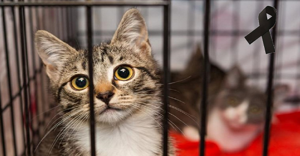 Un refugio llora la muerte de 29 gatos después de que 2 pitbulls se escaparan de sus jaulas