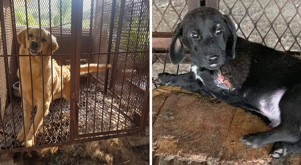 Perros rescatados de un horrible destino en una granja de carne tendrán la mejor vida Perros rescatados de un horrible destino en una granja de carne tendrán la mejor vida