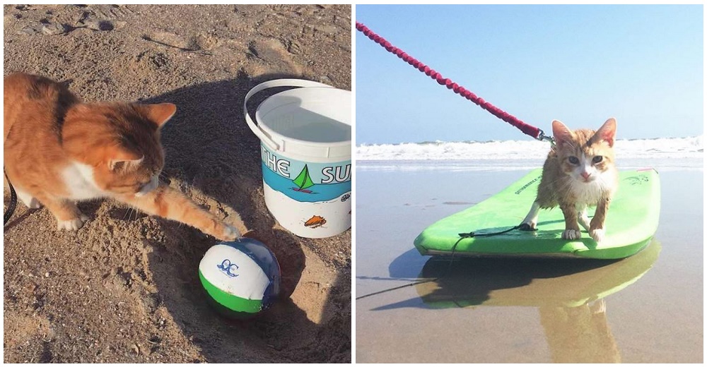 Este gatito sin hogar aprende a dominar las olas y se convierte en el surfista más amado Este gatito sin hogar aprende a dominar las olas y se convierte en el surfista más amado