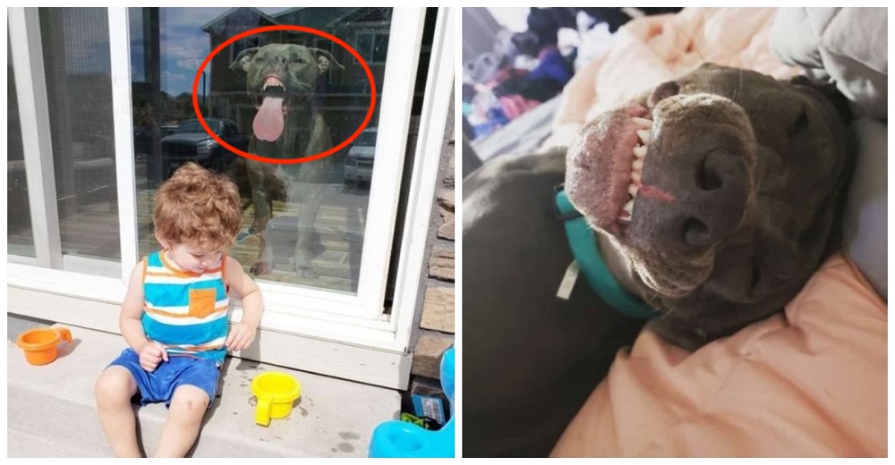 Un Pitbull ve a la mamá capturar un hermoso recuerdo de su hijo y decide unirse a la foto