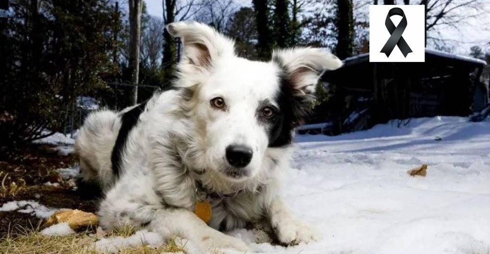 Muere Chaser, la perrita más inteligente del mundo que reconocía hasta 1000 objetos diferentes Muere Chaser, la perrita más inteligente del mundo que reconocía hasta 1000 objetos diferentes