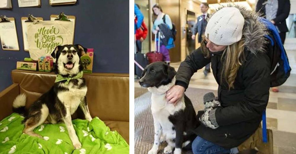 Lujoso hotel ofrece techo a los perritos abandonados y permite que sus huéspedes los adopten