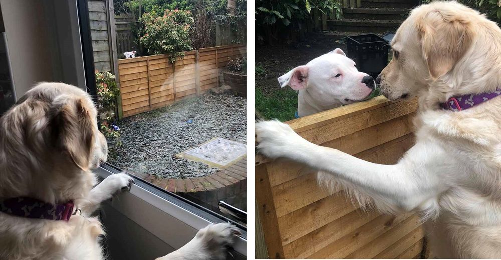 Una amorosa Golden Retriever se enamora perdidamente del vecino de la casa de al lado Una amorosa Golden Retriever se enamora perdidamente del vecino de la casa de al lado