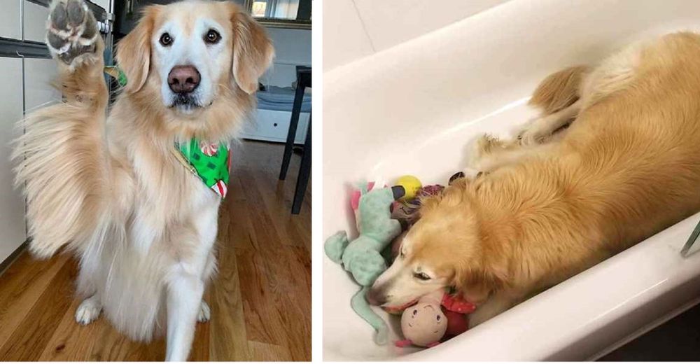 Kimbo, un perrito que descubre la mejor manera de calmarse ante los fuegos  artificiales