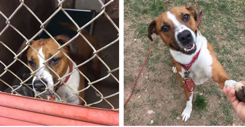Un adorable perrito lleva esperando durante más de tres años en un refugio por una familia Un adorable perrito lleva esperando durante más de tres años en un refugio por una familia