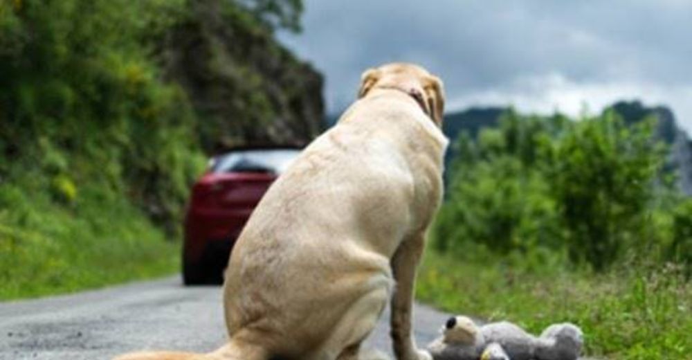 Motociclista increpa a una familia que intenta abandonar a un perrito en plena carretera Motociclista increpa a una familia que intenta abandonar a un perrito en plena carretera