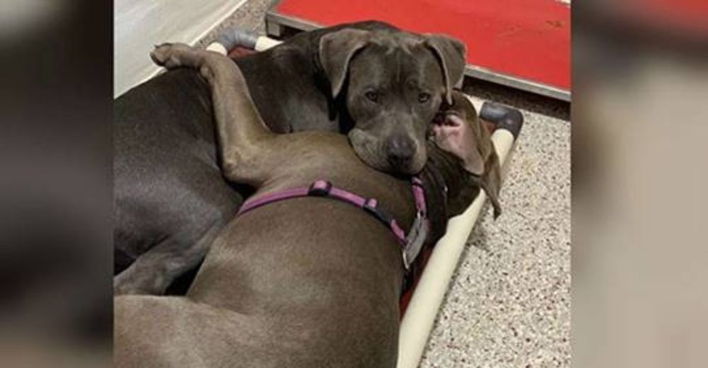 Dos pitbulls de un refugio se abrazan para consolarse mientras ruegan que alguien los adopte Dos pitbulls de un refugio se abrazan para consolarse mientras ruegan que alguien los adopte