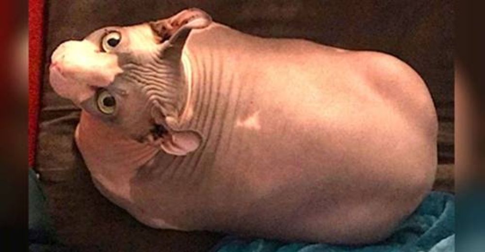 Gatito sin pelo engorda tres veces más de lo que debía, se parecía a un tierno cerdito