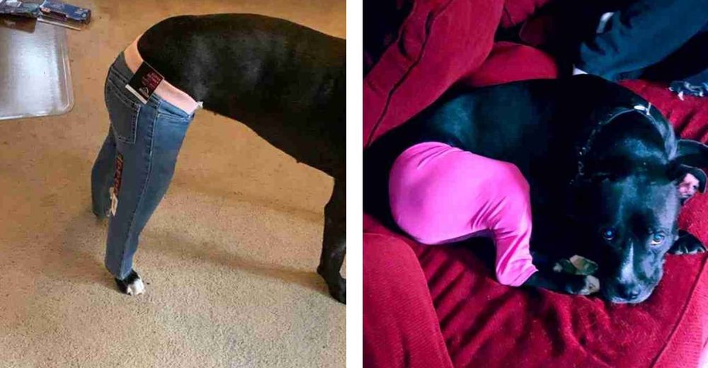 Perrito tiene una herida en la cola y su dueña busca la manera más divertida de protegérsela