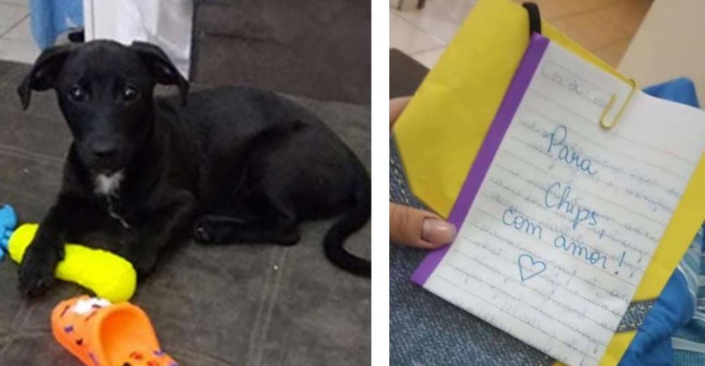 Perrito llora cuando su dueña no está – Sus vecinos le dejan una emotiva carta para consolarlo