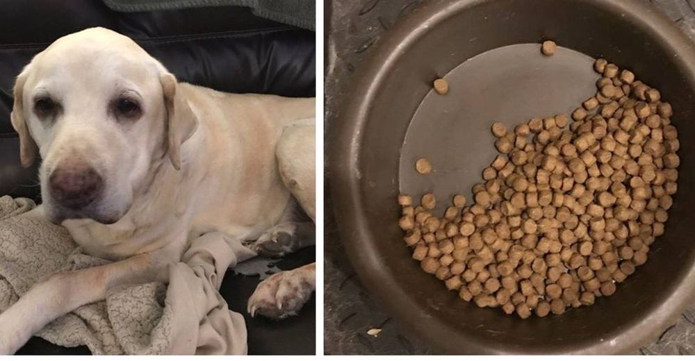 Adorable perrito deja la mitad de su comida y se la guarda a su hermano que acaba de morir