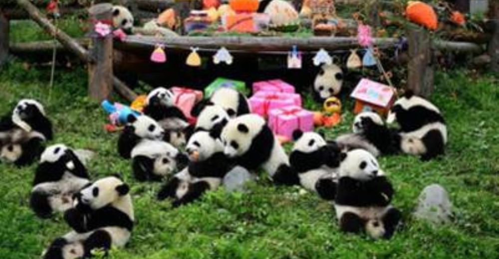 18 cachorros de ositos pandas gigantes celebran su primer cumpleaños con tarta incluida 18 cachorros de ositos pandas gigantes celebran su primer cumpleaños con tarta incluida