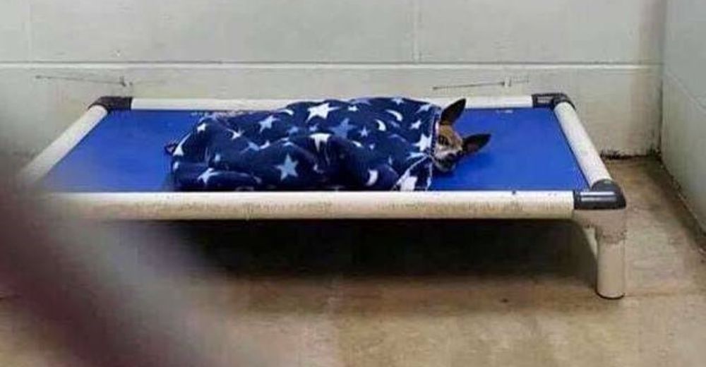 Se escondía cada noche bajo una manta azul mientras esperaba una familia en un refugio Se escondía cada noche bajo una manta azul mientras esperaba una familia en un refugio