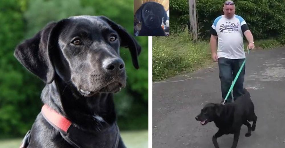 Un perrito logra reunirse con su dueño después de 9 años de no haber sabido nada de él