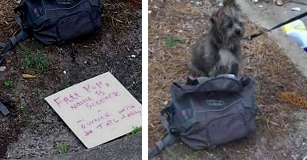 Detienen al dueño de este perro y sus amigos lo dejan amarrado con una nota sin corazón