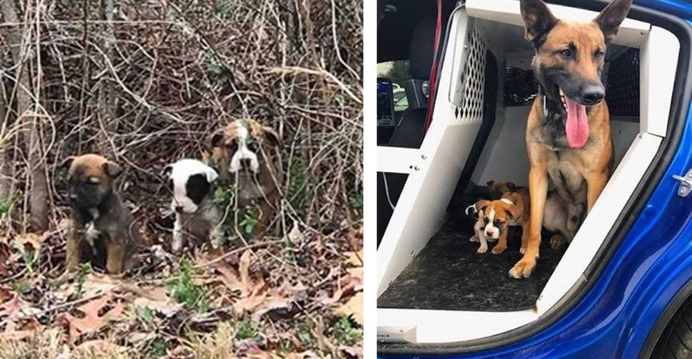 Tres cachorros abandonados fueron salvados a tiempo gracias a su rescatista, un perro policía