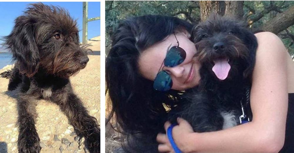 Viaja por el mundo para dar con la perrita callejera que la libró de 2 hombres que la abordaron Viaja por el mundo para dar con la perrita callejera que la libró de 2 hombres que la abordaron