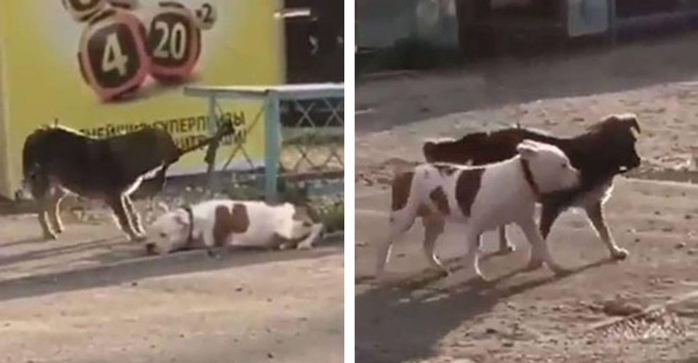 Perrito callejero libera a un pitbull que vio amarrado a una cerca y escapan juntos Perrito callejero libera a un pitbull que vio amarrado a una cerca y escapan juntos