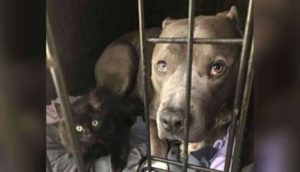 Pitbull rescatado mira a su dueña preocupado al pensar que el nuevo gatito ocupará su lugar
