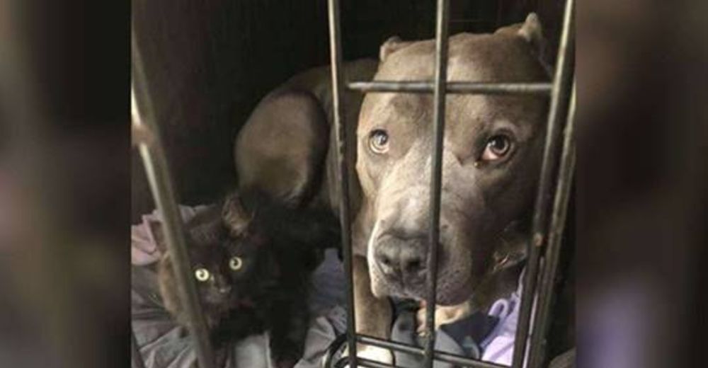 Pitbull rescatado mira a su dueña preocupado al pensar que el nuevo gatito ocupará su lugar