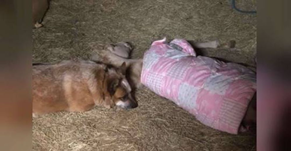 Un perrito rescatado no permite que un potro huérfano que tuvo dificultades al nacer duerma solo Un perrito rescatado no permite que un potro huérfano que tuvo dificultades al nacer duerma solo