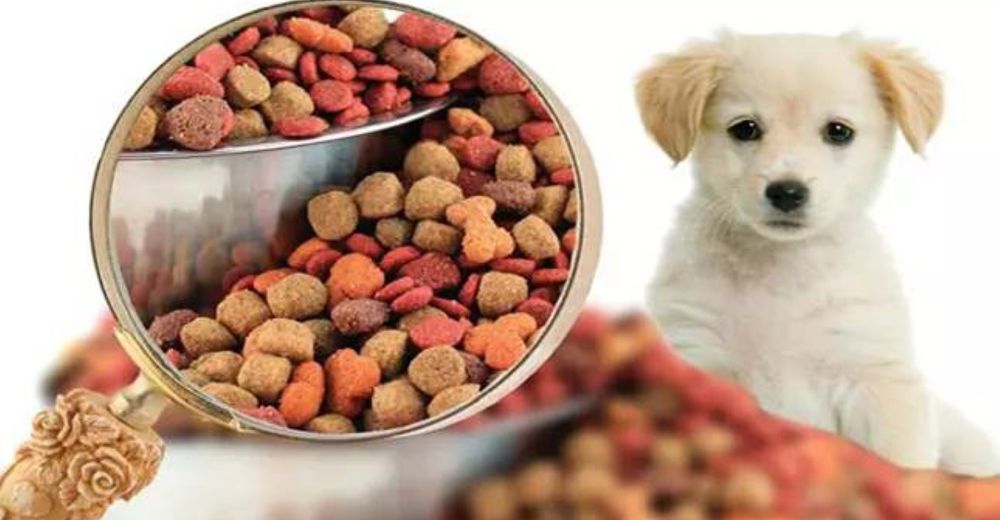 Advierten a los dueños de mascotas que algunos alimentos causan cardiopatía canina
