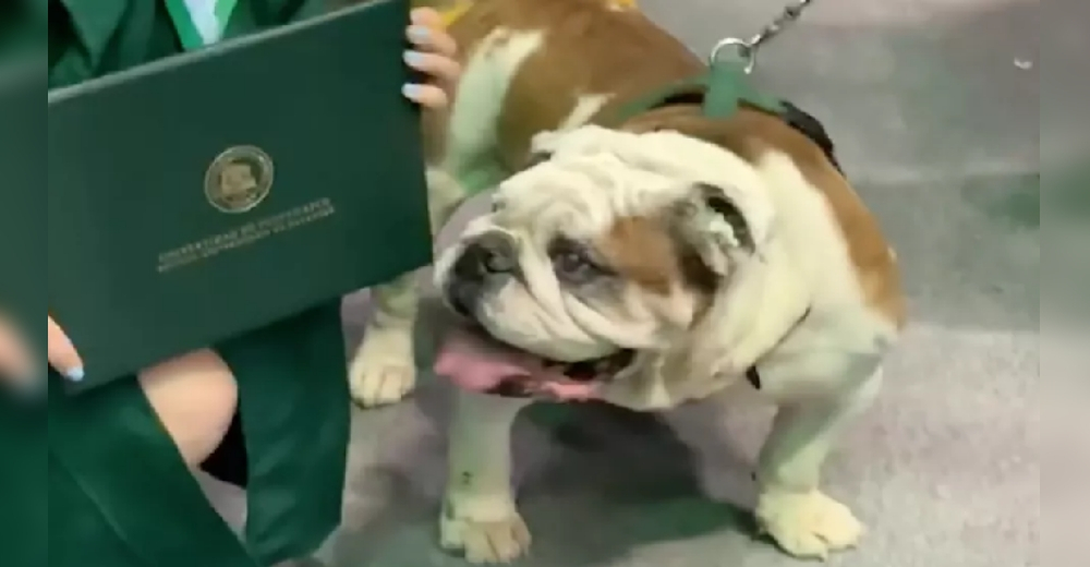 El insólito momento en que un perrito se aficiona del diploma de graduación de su humana El insólito momento en que un perrito se aficiona del diploma de graduación de su humana