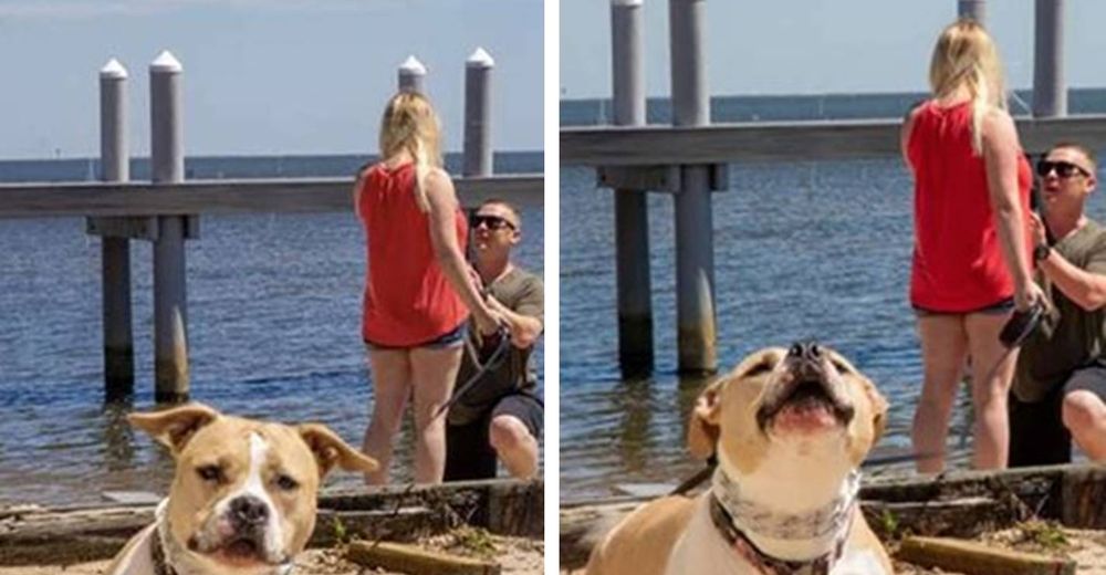 Perrita está confundida al darse cuenta que le toman una foto–Se da la vuelta y lo entiende todo