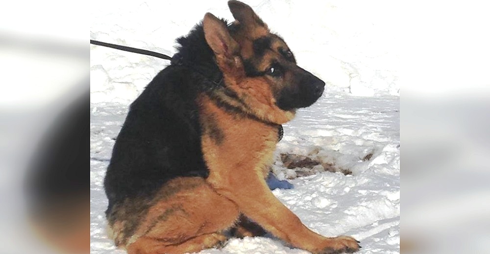 Perro hallado con el collar incrustado, no sabe de lo que es capaz aunque tenga la columna corta