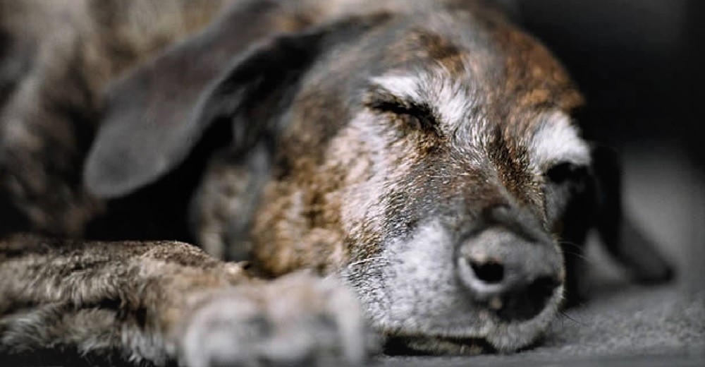 Una pareja da una nueva oportunidad a cientos de perritos que eran rechazados por ser mayores