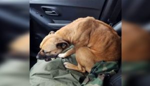 Perrita sin hogar ve que la puerta de un auto está abierta y salta de inmediato al asiento