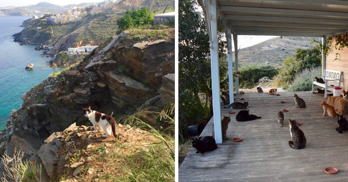 Buscaban una «especial» cuidadora para vivir con 55 gatos en una isla y dieron con la indicada Buscaban una «especial» cuidadora para vivir con 55 gatos en una isla y dieron con la indicada