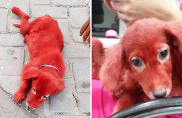 Scarlet perrita pintada de rojo