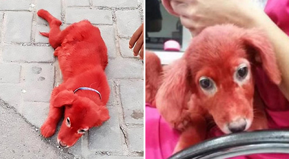 Comerciantes callejeros pintan de rojo a una cachorra para venderla como un muñeco