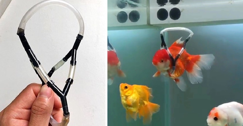 Se cansó de ver a su pececito sufrir y creó una ingeniosa “silla de ruedas” para ayudarlo Se cansó de ver a su pececito sufrir y creó una ingeniosa “silla de ruedas” para ayudarlo