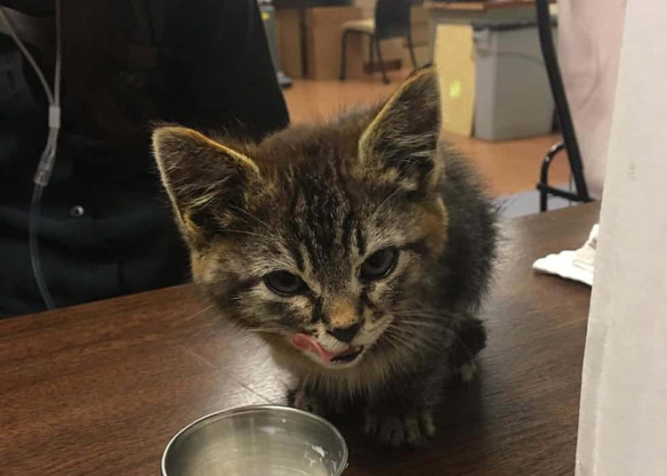 Sticky gatito pegado a una vía