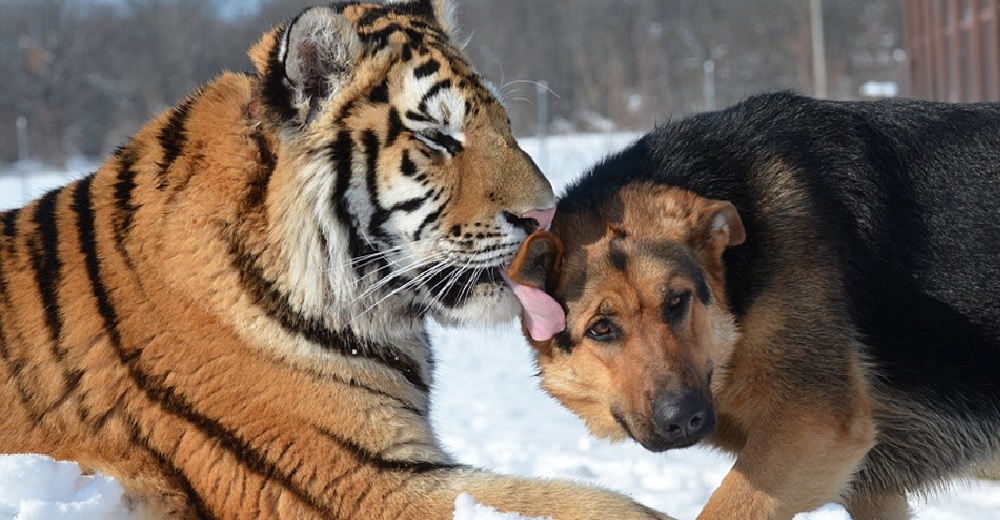 2 tigres siberianos son mejores amigos de unos pastores alemanes y no paran de jugar tiernamente 2 tigres siberianos son mejores amigos de unos pastores alemanes y no paran de jugar tiernamente