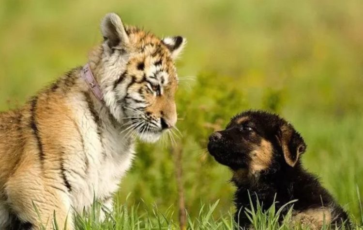 horno Labe Descripción 2 tigres siberianos son mejores amigos de unos pastores alemanes y no paran  de jugar tiernamente | Zoorprendente