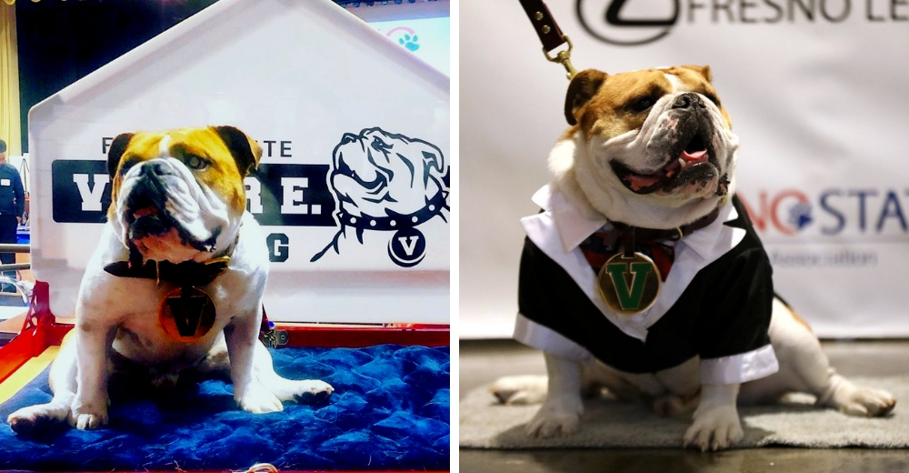 Ofrecen 42.000 dólares más beneficios por cuidar a un famoso bulldog Ofrecen 42.000 dólares más beneficios por cuidar a un famoso bulldog
