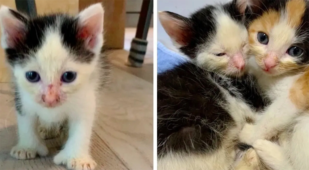 Una gatita ayuda a sanar a su hermanito después de que fueron encontrados en la basura Una gatita ayuda a sanar a su hermanito después de que fueron encontrados en la basura