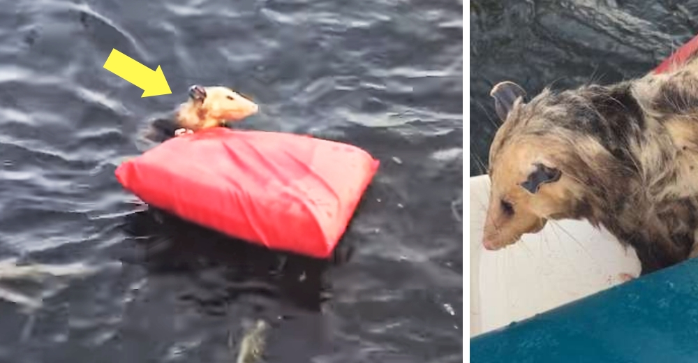 Una pareja encuentran un ser extraño en el agua y al acercarse descubren que estaba en peligro