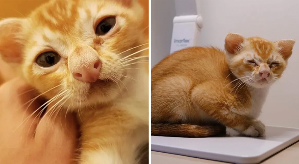 La extraña apariencia de este gatito no impidió que alguien lo rescatara de un callejón La extraña apariencia de este gatito no impidió que alguien lo rescatara de un callejón