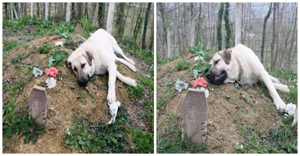Su dueño falleció hace 5 años pero él sigue visitando su tumba cada día, no supera su dolor Su dueño falleció hace 5 años pero él sigue visitando su tumba cada día, no supera su dolor