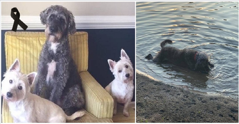 Tres perros mueren 1 hora después de jugar en un estanque y advierten de un peligro mortal Tres perros mueren 1 hora después de jugar en un estanque y advierten de un peligro mortal