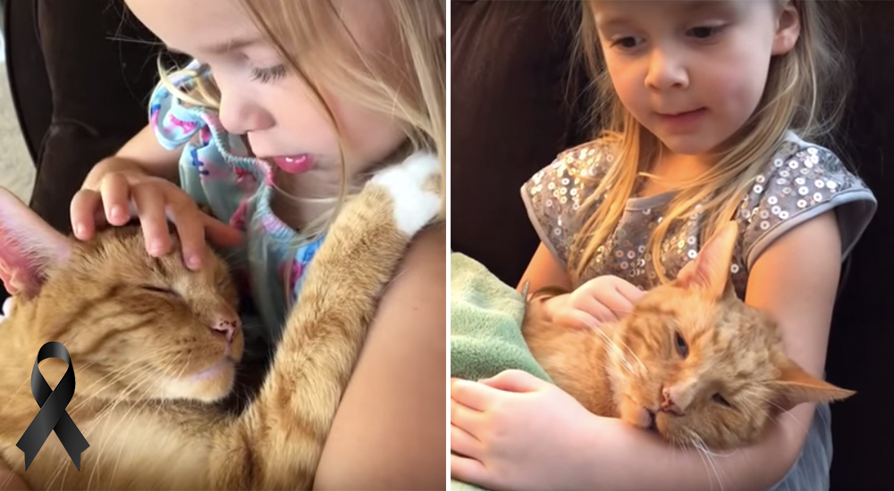 Una niña canta por última vez a su amado gatito minutos antes de que cruce el arcoíris