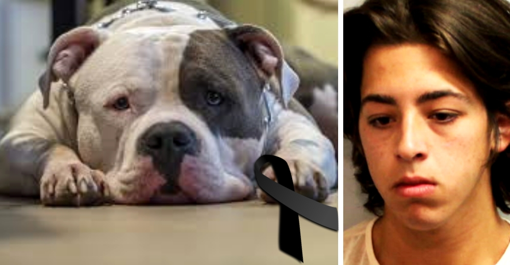 Muere su perrita tras olvidarla en su auto caliente y al día siguiente adopta otro perro Muere su perrita tras olvidarla en su auto caliente y al día siguiente adopta otro perro