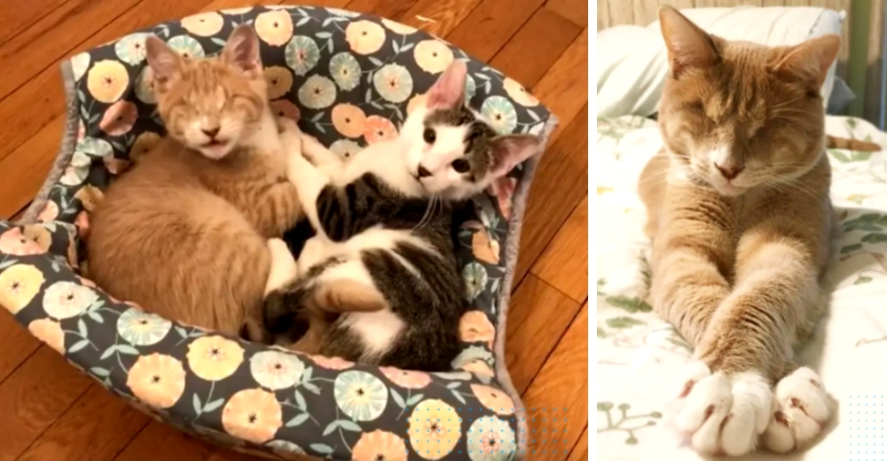 Un gatito ciego derritió sus corazones– No podían irse sin él y le dieron la sorpresa de su vida Un gatito ciego derritió sus corazones– No podían irse sin él y le dieron la sorpresa de su vida