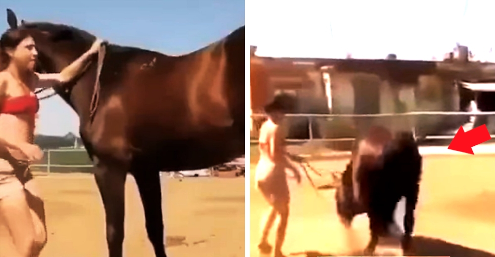 Intenta subir sobre su caballo una y otra vez hasta que él tiene un gran gesto de caballerosidad Intenta subir sobre su caballo una y otra vez hasta que él tiene un gran gesto de caballerosidad