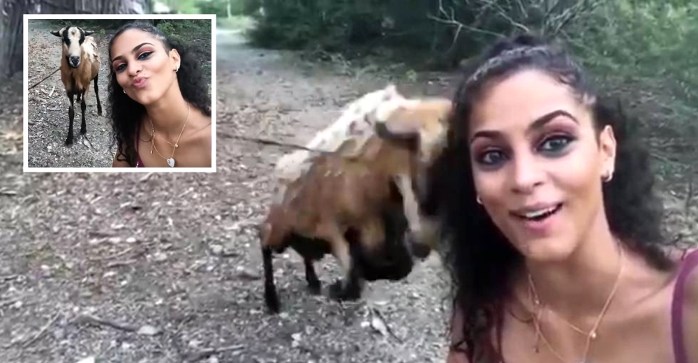 Una joven invade el espacio de una cabra para tomarse una amistosa selfie y el animal reacciona Una joven invade el espacio de una cabra para tomarse una amistosa selfie y el animal reacciona